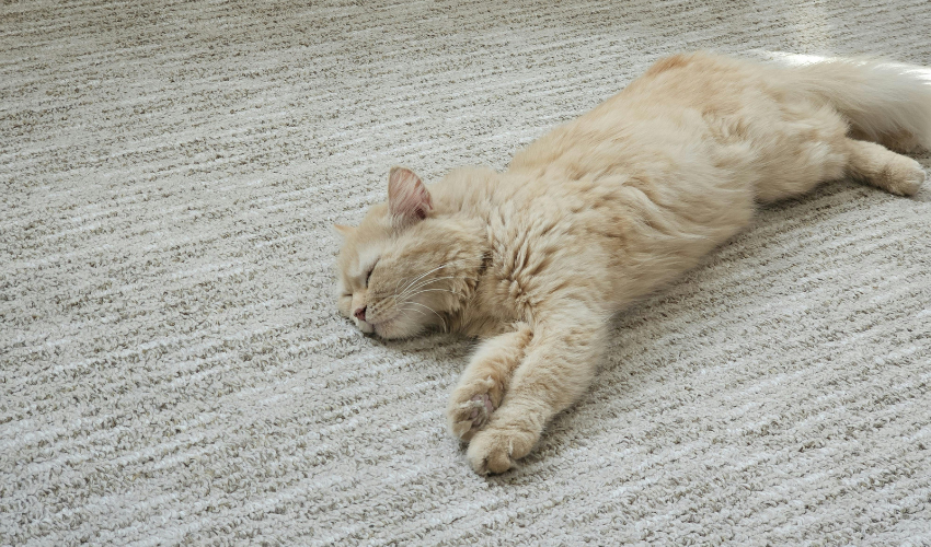 Halı Yıkamanın Sağlık Üzerindeki Etkileri